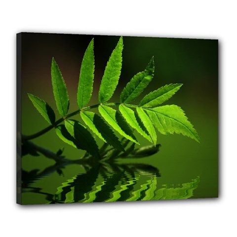 Leaf Canvas 20  X 16  (framed) by Siebenhuehner