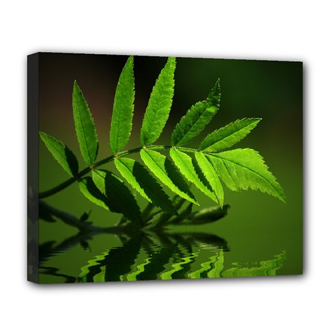 Leaf Deluxe Canvas 20  X 16  (framed) by Siebenhuehner