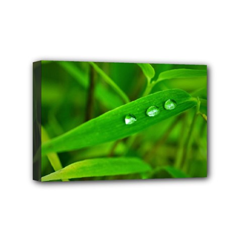 Bamboo Leaf With Drops Mini Canvas 6  X 4  (framed) by Siebenhuehner