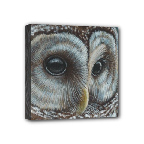 Barred Owl Mini Canvas 4  X 4  (framed) by TonyaButcher