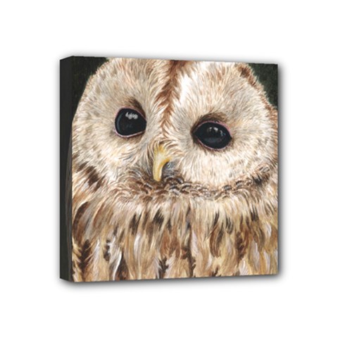 Tawny Owl Mini Canvas 4  X 4  (framed) by TonyaButcher