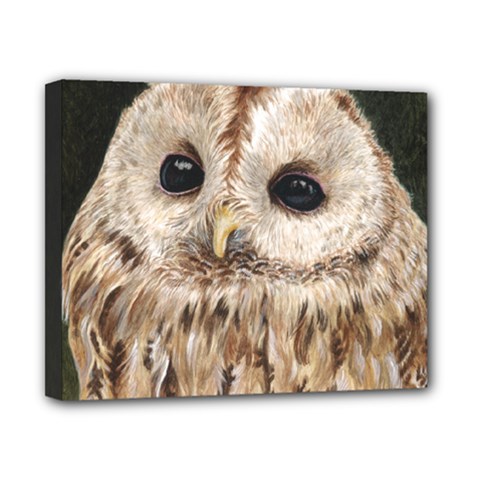 Tawny Owl Canvas 10  X 8  (framed) by TonyaButcher