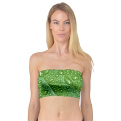 Green Leaf Drops Women s Bandeau Tops by trendistuff