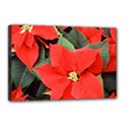 POINSETTIA Canvas 18  x 12  View1