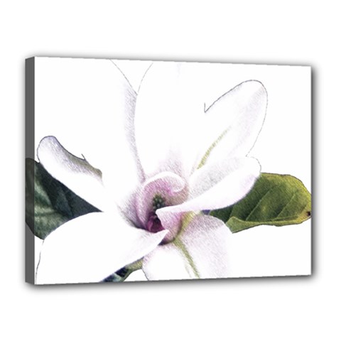 White Magnolia Pencil Drawing Art Canvas 16  X 12  by picsaspassion