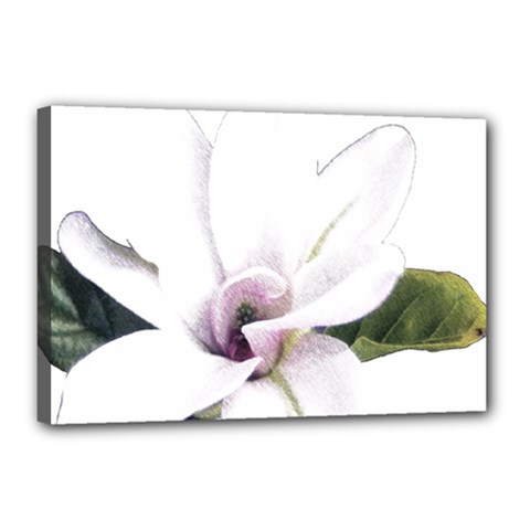 White Magnolia Pencil Drawing Art Canvas 18  X 12  by picsaspassion