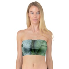 Bright Cabbage Color Dew Flora Bandeau Top by Nexatart