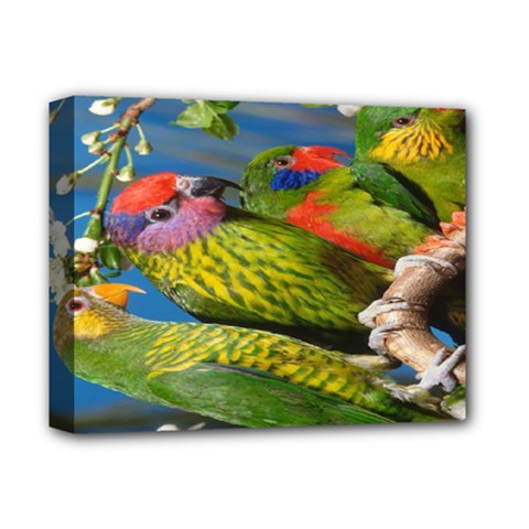 Beautifull Parrots Bird Deluxe Canvas 14  X 11  by Nexatart