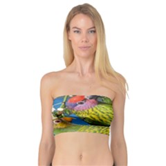 Beautifull Parrots Bird Bandeau Top by Nexatart