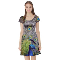 Peacock Bird Feathers Short Sleeve Skater Dress by Simbadda