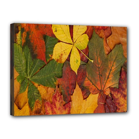 Colorful Autumn Leaves Leaf Background Canvas 16  X 12  by Amaryn4rt