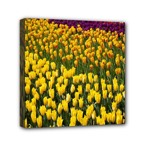 Colorful Tulips In Keukenhof Gardens Wallpaper Mini Canvas 6  X 6  by Simbadda