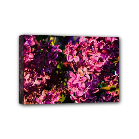 Lilacs Mini Canvas 6  X 4  by dawnsiegler