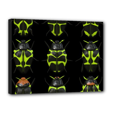 Beetles Insects Bugs Canvas 16  X 12  by BangZart