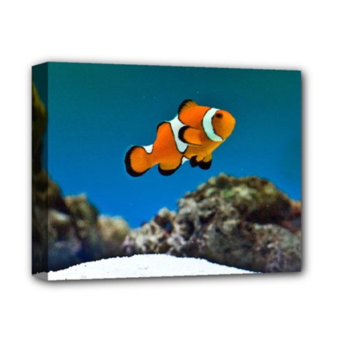 Clownfish 1 Deluxe Canvas 14  X 11  by trendistuff