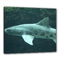 LEOPARD SHARK Canvas 24  x 20  View1