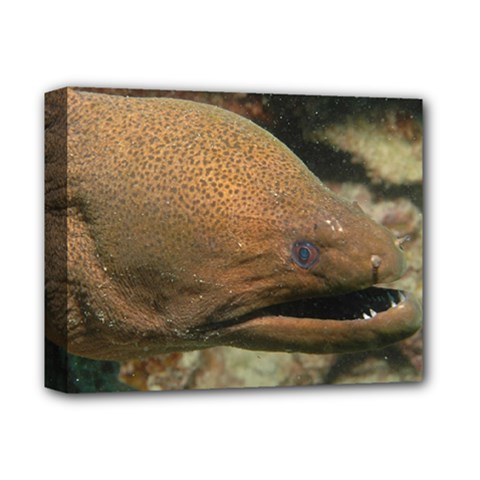 Moray Eel 1 Deluxe Canvas 14  X 11  by trendistuff