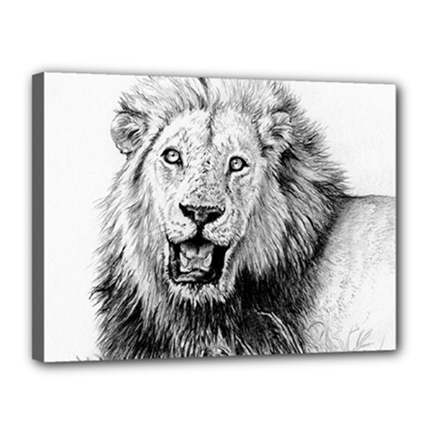 Lion Wildlife Art And Illustration Pencil Canvas 16  X 12  by Nexatart