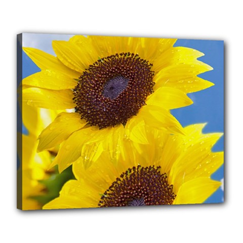 Sunflower Floral Yellow Blue Sky Flowers Photography Canvas 20  X 16  by yoursparklingshop