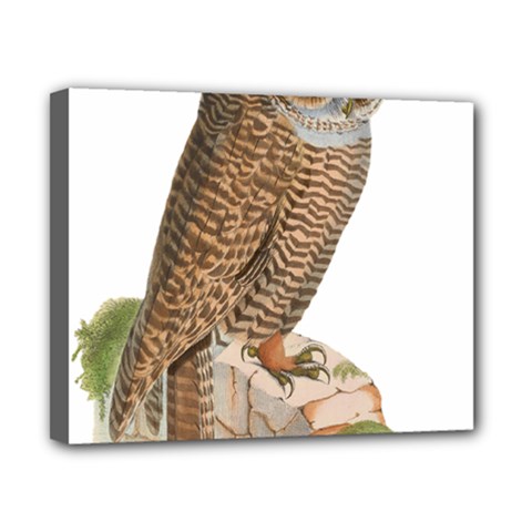 Bird Owl Animal Vintage Isolated Canvas 10  X 8  by Sapixe