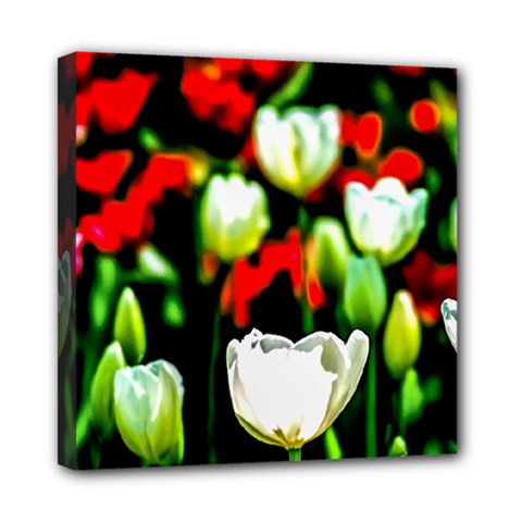 White And Red Sunlit Tulips Mini Canvas 8  X 8  by FunnyCow