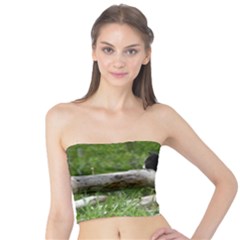 Farm Cat Tube Top by IIPhotographyAndDesigns