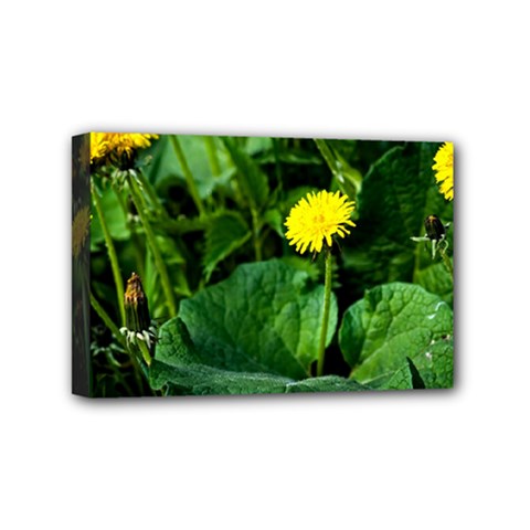 Yellow Dandelion Flowers In Spring Mini Canvas 6  X 4  by FunnyCow