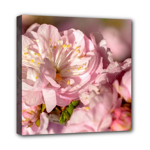 Beautiful Flowering Almond Mini Canvas 8  X 8  by FunnyCow