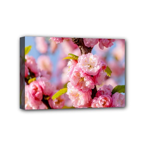 Flowering Almond Flowersg Mini Canvas 6  X 4  by FunnyCow