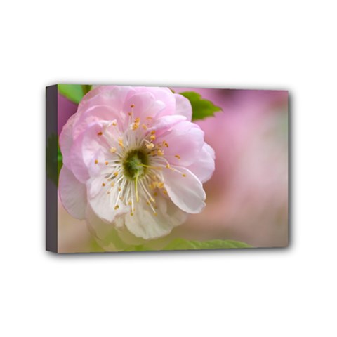 Single Almond Flower Mini Canvas 6  X 4  by FunnyCow