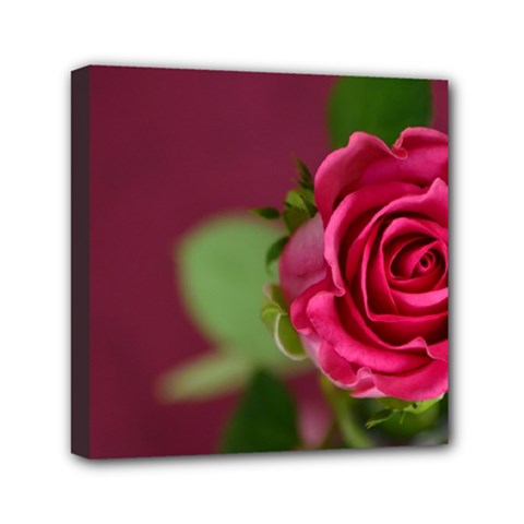 Rose 693152 1920 Mini Canvas 6  X 6  (stretched) by vintage2030