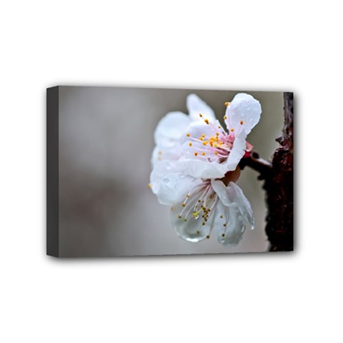 Rainy Day Of Hanami Season Mini Canvas 6  X 4  (stretched) by FunnyCow