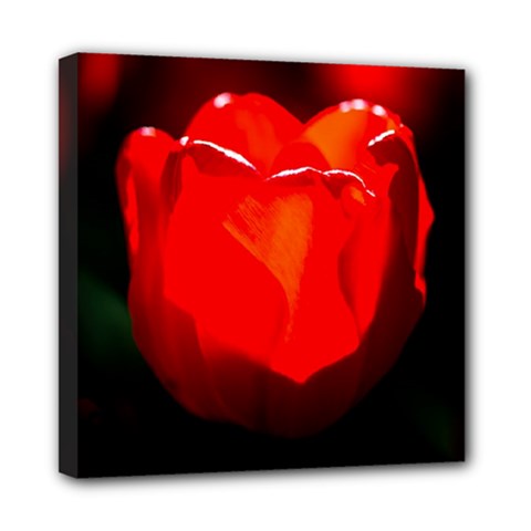 Red Tulip A Bowl Of Fire Mini Canvas 8  X 8  (stretched) by FunnyCow