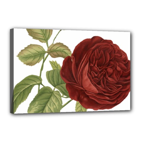 Rose 1077964 1280 Canvas 18  X 12  (stretched) by vintage2030