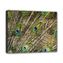 Peacock Feathers Color Plumag Canvas 10  x 8  (Stretched) View1