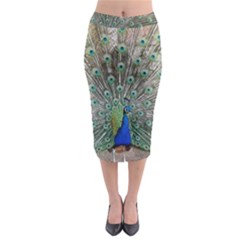 Peacock Bird Animal Feather Midi Pencil Skirt by Pakrebo