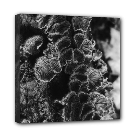 Tree Fungus Branch Vertical High Contrast Mini Canvas 8  X 8  (stretched) by okhismakingart