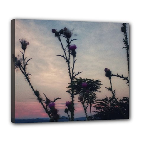 Hazy Thistles Deluxe Canvas 24  X 20  (stretched) by okhismakingart