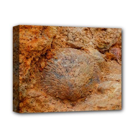 Shell Fossil Ii Deluxe Canvas 14  X 11  (stretched) by okhismakingart