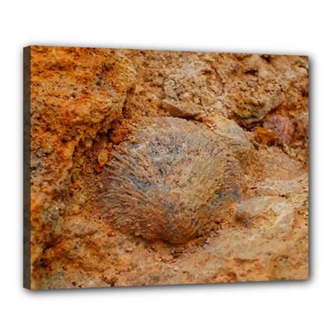 Shell Fossil Ii Canvas 20  X 16  (stretched) by okhismakingart