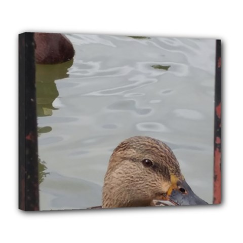 Framed Ducks Deluxe Canvas 24  X 20  (stretched) by okhismakingart