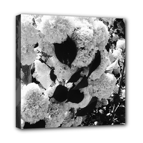 Black And White Snowballs Mini Canvas 8  X 8  (stretched) by okhismakingart