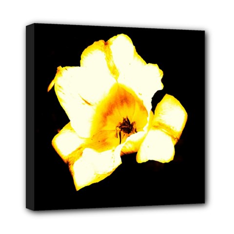 Yellow And Orange Tulip Mini Canvas 8  X 8  (stretched) by okhismakingart