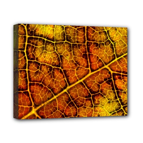 Autumn Leaves Forest Fall Color Canvas 10  X 8  (stretched) by Wegoenart