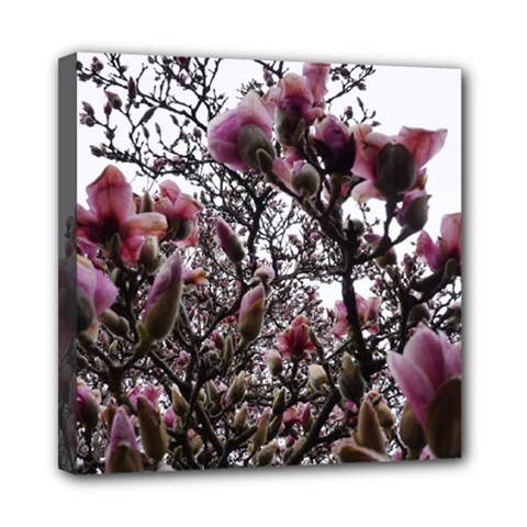 Saucer Magnolia Tree Ii Mini Canvas 8  X 8  (stretched) by okhismakingart