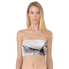 Laughing Kitten Bandeau Top by Sparkle