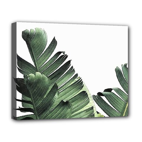 Banana Leaves Deluxe Canvas 20  X 16  (stretched) by goljakoff