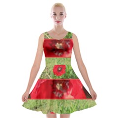 Photos Collage Coquelicots Velvet Skater Dress by kcreatif