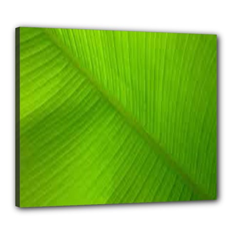 Banana Leaf Canvas 24  X 20  (stretched) by artworkshop