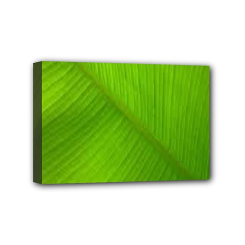 Banana Leaf Mini Canvas 6  X 4  (stretched) by artworkshop